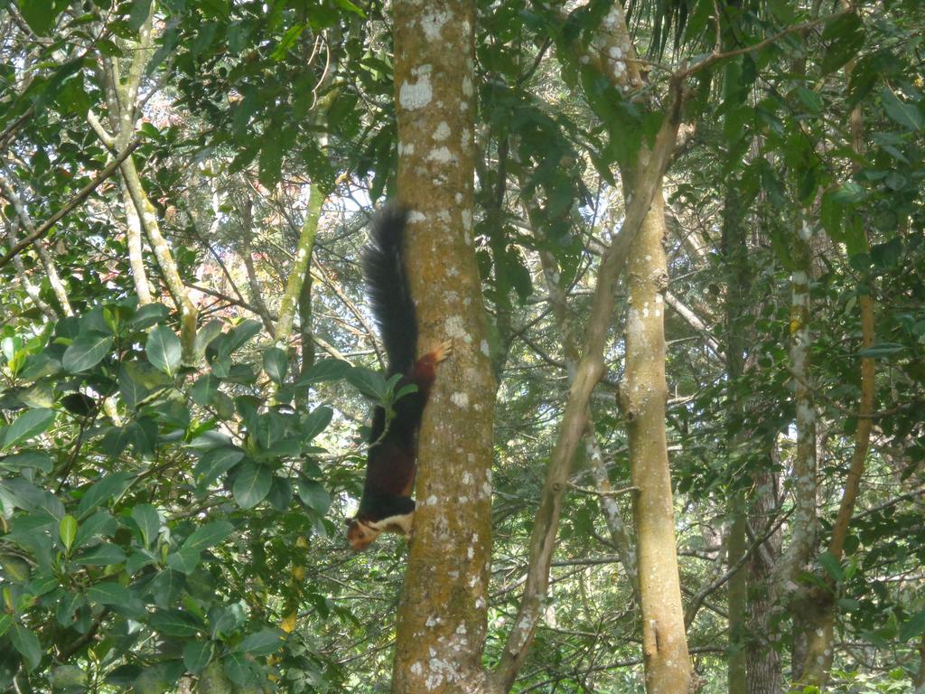 Jungleparadiso Homestay Теккади Экстерьер фото